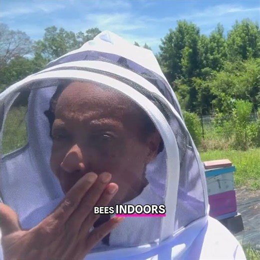 #11 Bee Shed Project Working Bees Indoors Safely