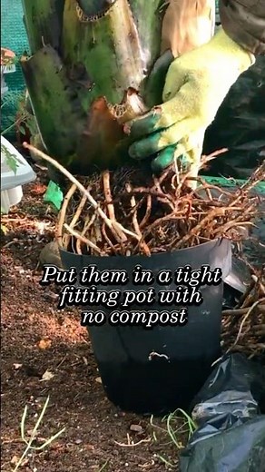 Over wintering ensete ventricosum 'maurelii'