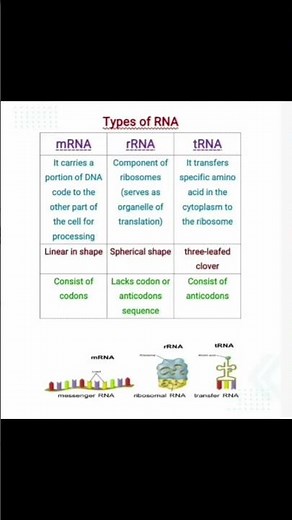 types of RNA