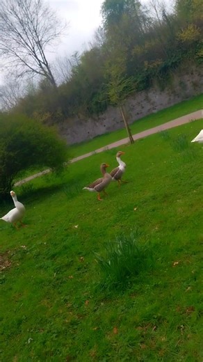 #kaamelot #canards #ducks