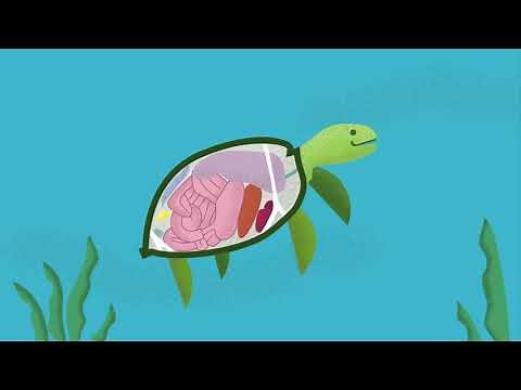 Le problème du plastique dans l’océan | Canadian Geographic