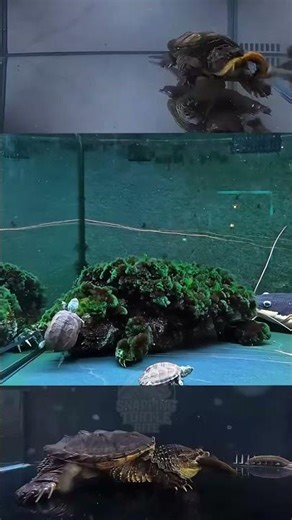 “This Turtle Has Survived for Millions of Years” #turtle #alligatorsnappingturtle