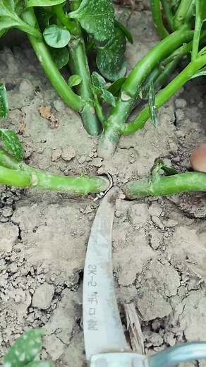 This amazing tool makes plant cutting so smooth and quick! ✨🌱 #FarmInnovation #SmartFarming #AgricultureTools #FarmLife #ToolOfTheTrade #PrecisionFarming #FarmGear #EcoFarming #FarmWork #TechInAgriculture #HarvestTool #FarmEfficiency | Farming With Sharp Knife