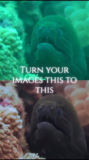 Zeki (Zack) Alperen Baburşah | Turn your green underwater shots into cinematic reef colors 🌊 Want to make your dive shots look like this? 👇 Here’s a simple DaVinci... | Instagram