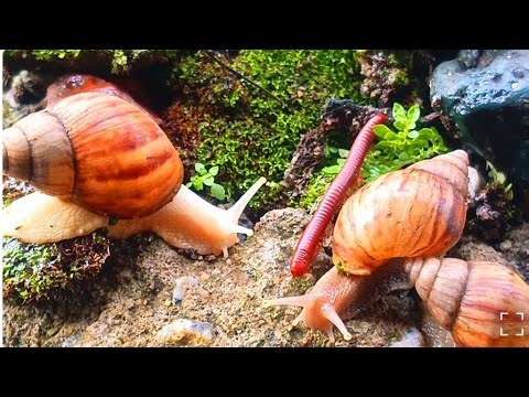 Millipede and Snails Slow Travelers of the forest ​#Millipede ​#Insects #Bugs ​#Nature ​#ForestLife