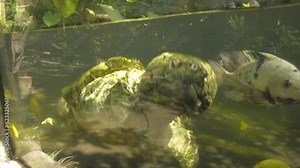 Alligator Snapping Turtle swimming underwater. snapping turtle in the aquarium. 4K slow motion
