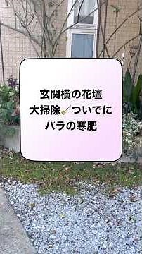 《大掃除🧹ついでにバラの寒肥》今年はもみ殻カルス米ぬかに油かす骨粉をブレンドして寒肥にしました⭐️