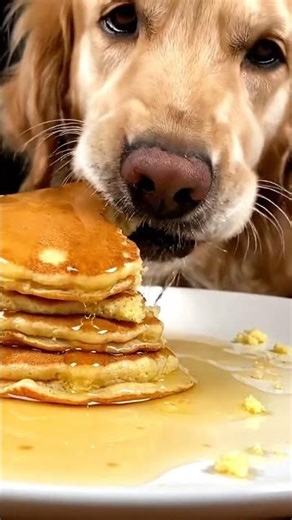 Dog Tries Pancakes for the First Time… His Reaction 😂🐶🥞" #DogShorts #PancakeLover