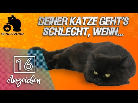 🔥 Deiner Katze geht's SCHLECHT?! | 16 Anzeichen | Dr.SAM Online Tierarzt | Erfahrungen | Katze krank