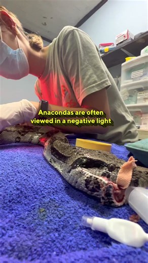 The Vital Role of Anacondas in the Rainforest Ecosystem