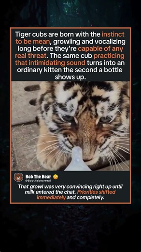 Big Sound, Tiny Tiger