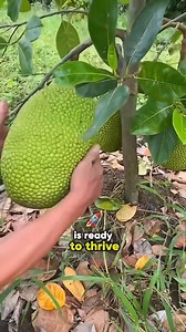 🚀 Quick Jackfruit Growth with Inarching – Faster & Stronger Trees! 🌿✨ #Jackfruit #InarchingGrafting #FastTreeGrowth #GardeningTips #FruitTree #GraftingTechniques #TreeCare #Horticulture #OrganicGardening #SustainableFarming #GardenHacks #GrowYourOwn #GreenThumb #usa #morganvenn | Morgan Venn
