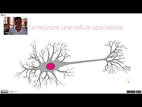 La communication nerveuse