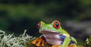 Quelle est la différence entre rainette et grenouille ?