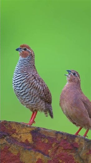 Rock Bush Quail Male Female Sound #youtubeshorts | HD Video #quailsound #quailbirds