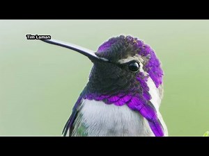 Wildlife photographer captures exotic birds on camera