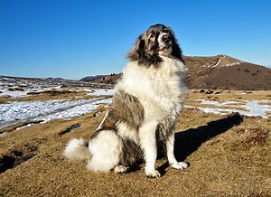 Mastering the Stay Command: How to Teach Your Dog to Stay in Place