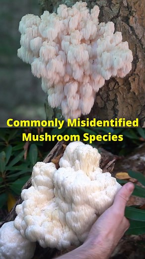 3 Commonly Confused Species in the Hericium Genus. Lion's Mane, Bears head tooth, and Combtooth #foraging #mushrooms #fungi #bushcraft #survival | Son of a Bear Herbs