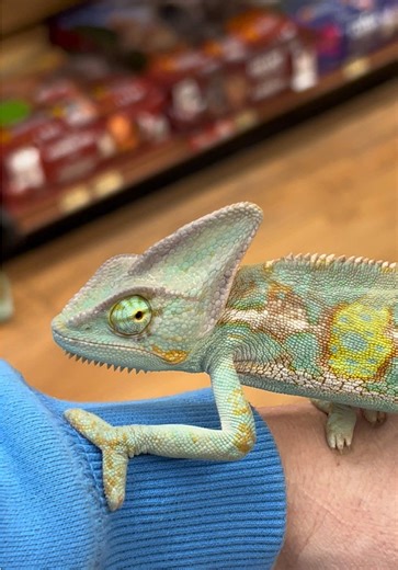 Understanding Chameleon Behavior and Care