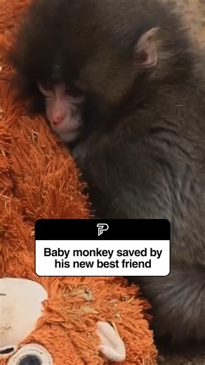 A baby monkey at a zoo in Japan that was abandoned by his mother has been winning hearts online for clinging to a big stuffed toy for comfort. Punch-kun, a young Japanese macaque at Ichikawa City Zoo, was rejected by his mum after birth and hand-raised by keepers, who gave him a plush orangutan to ease his anxiety. He’s been spotted carrying it everywhere, snuggling with it and even using it for comfort as he gradually learns to interact with other monkeys. People around the world have reacted w