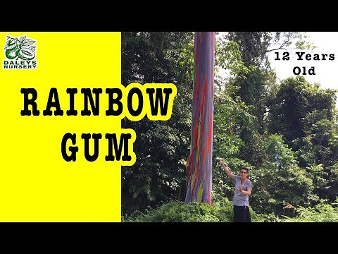 How Rainbow Gums Flourish in 12 Years within Australia (Eucalyptus deglupta)