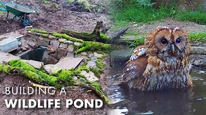 I built a pond and the wildlife came This was filmed over the course of a year, what species can you spot? | Robert E Fuller
