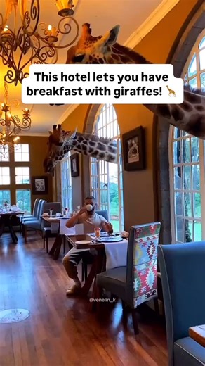 34 reactions · 3 comments | Giraffe Manor is a charming boutique hotel in Nairobi, Kenya, where guests can have breakfast while giraffes poke their heads through the windows, creating an unforgettable and surreal experience that combines luxury accommodation with wildlife interaction. ☕️漣 Would you stay here?  @venelin_k, @travelwithcarolann & @_khloe.g | Amazing Hotels | Facebook