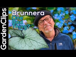 Brunnera macrophylla - siberian bugloss - shade garden flowering perennial