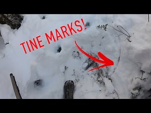 How to Track a BIG WOODS BUCK Multiple Days in Snow (Day 2 of 2)