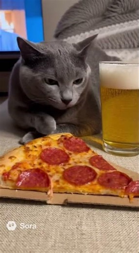 When Your Cat Thinks He’s Italian 🍕🐾 | The Pepperoni Pizza Dream of a Russian Blue Cat