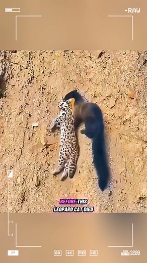 The terrifying power of the marten. #animals #fypシ #reel | LION- KING of forest
