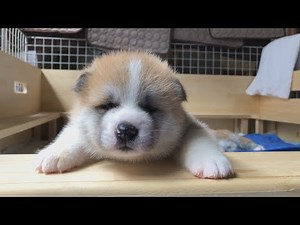 【癒し】8秒間幸せになれる秋田犬の動画