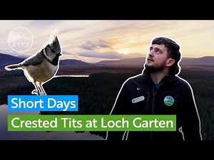 Short winter days are a perfect time to see spectacular Crested Tits at RSPB Loch Garten