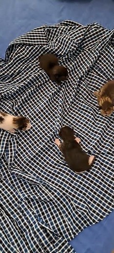 Baby Kittens Meowing for Attention - So Cute!