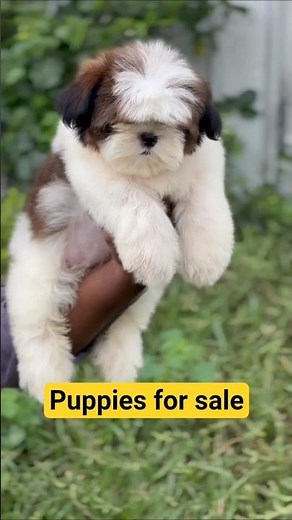 shitzu puppies for sale#shitzu#shitzupuppies#dogbreed#puppies#puppiesforsale#puppy#petshop#petstores
