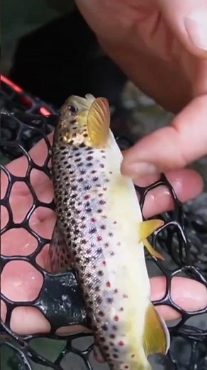 How YOU find the fish! | Part 2 | CATCHING brown trout!