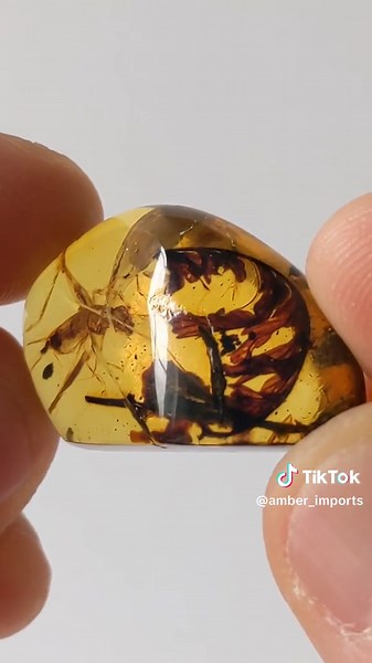 Stunning 99 Million Year Old Amber with Grasshopper & Leaf