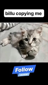 Copy 🐈‍⬛ . . . #copycat #animalfunny #funnymemesdaily | The Your World