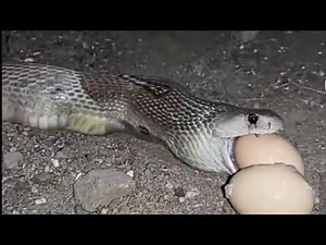 SNAKE VOMIT EGGS 😱