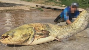 Siluros: monstruos de agua dulce