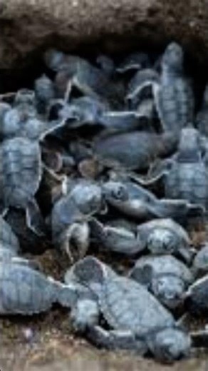 join the turtle army sub to join