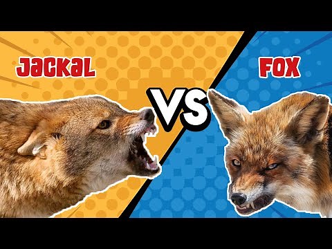 Fox VS Jackal | A Brief Comparison