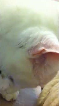 A cyst popped on my cat's head