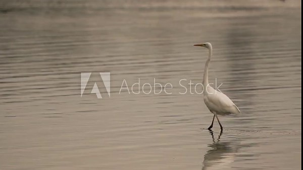 A great egret (Ardea alba), also known as the common egret, large egret, or (in the Old World) great white egret or great white heron wading through shallow water and flying up- slow motion