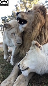 1.3M views · 166K reactions | Lion relationships.. Animals are inspirational. They don’t know how to lie or be fake. They are natural forces. They live, they love, they fight and they know instinctively when to let go. Our Mother (Nature) is amazing ❤️‍. This is Luna (front) Thulani & Snowdrop 懶 | GG Conservation Glen Garriff | Facebook