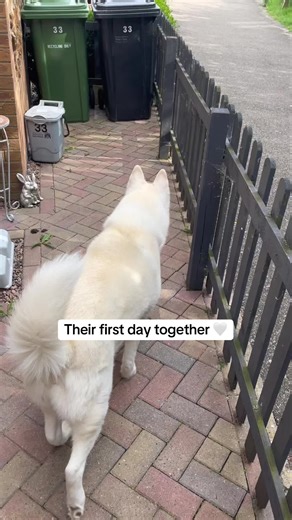 Heartbreaking Moments: Celebrating Love and Loss in Pets
