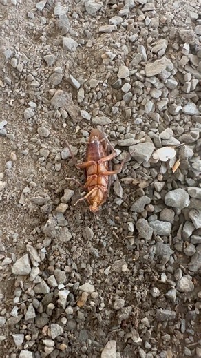 Help save the lives of cockroaches