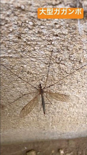 大型ガガンボ #ガガンボ #モストップ #害虫防除技術研究所 #昆虫