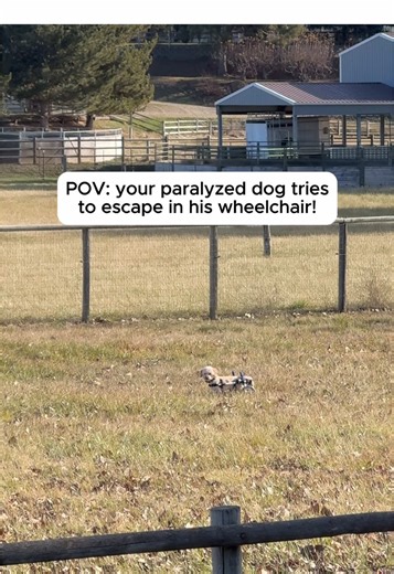 The @SATELLAI Collar Go is a game changer for me and Tyrion! Real time GPS, virtual boundaries, and health tracking! It’s a perfect addition to our busy, outdoor lifestyle. #SATELLAI #SATELLAICollarGo #SATELLAIpartner #gpscollar