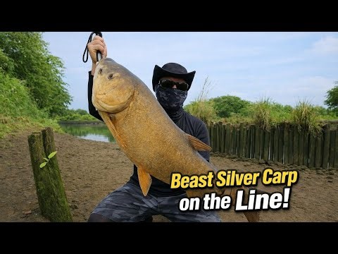 Unstoppable Silver Carp Fight – Full Action